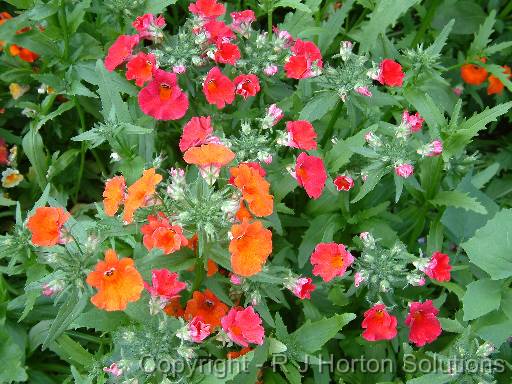 Nemesia mixed_2 